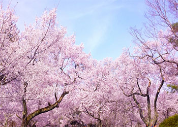桜 開花予想 2016